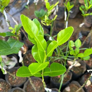 Kaffir Lime plant