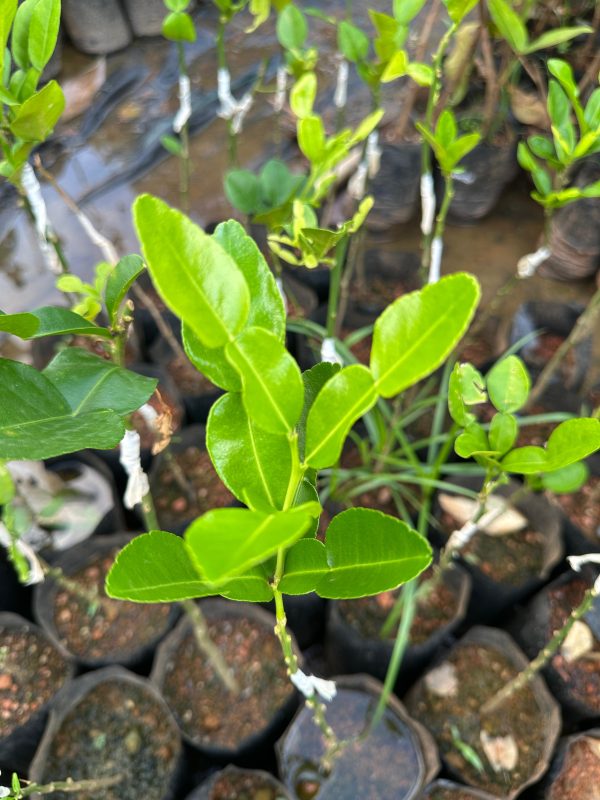 Kaffir Lime plant