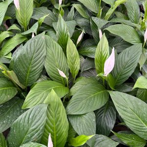 Peace Lily (Spathiphyllum)