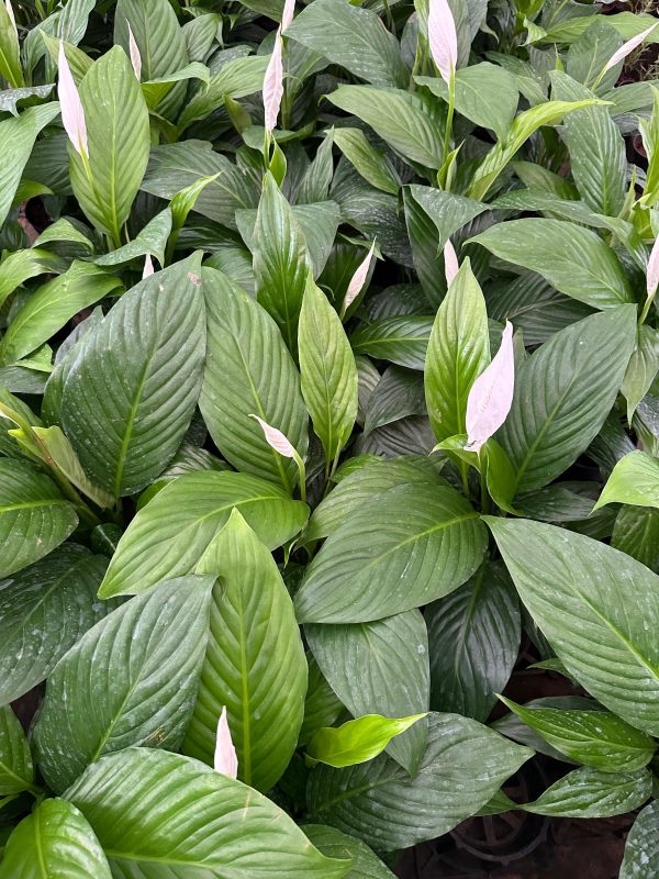 Peace Lily (Spathiphyllum)