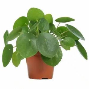 Chinese Money Plant