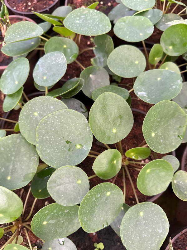 Chinese Money Plant - Image 2