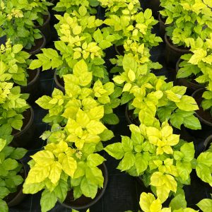 China Doll plant (Radermachera sinica)