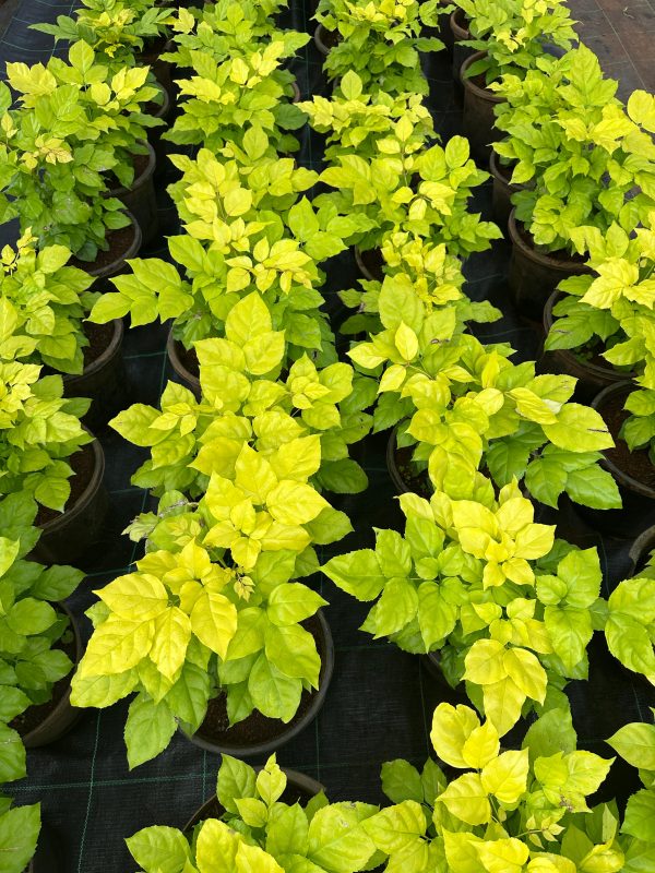 China Doll plant (Radermachera sinica)