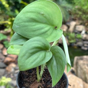 Scindapsus 'Jade Satin'