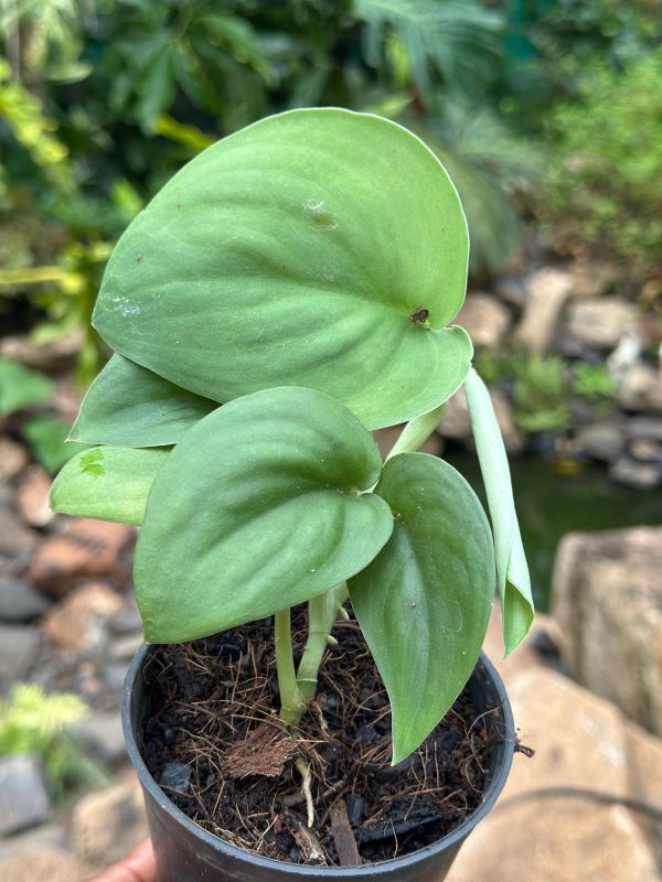 Scindapsus 'Jade Satin'