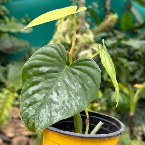Philodendron brandtianum wild form
