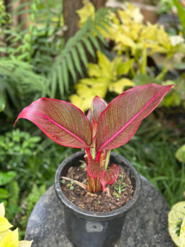 Heliconia 'Indica Rubra' (Imported Variet) - Image 2