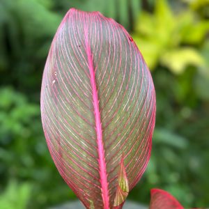 Heliconia 'Indica Rubra' (Imported Variet)