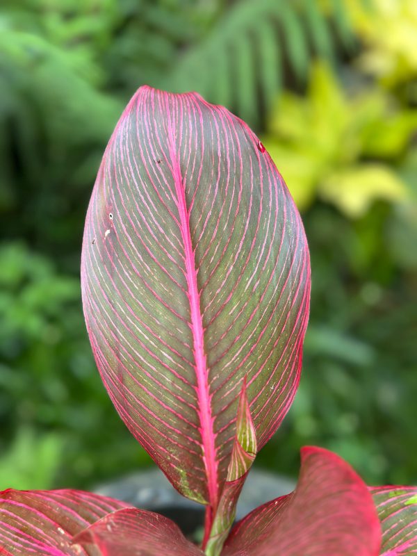 Heliconia 'Indica Rubra' (Imported Variet)