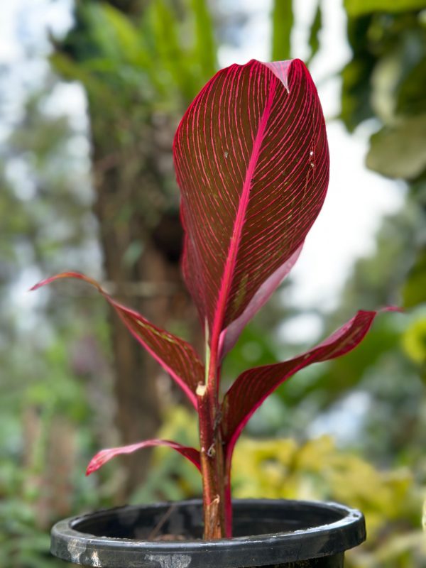 Heliconia 'Indica Rubra' (Imported Variet) - Image 3