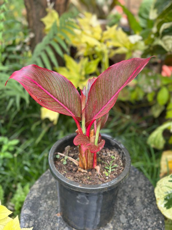 Heliconia 'Indica Rubra' (Imported Variet) - Image 4