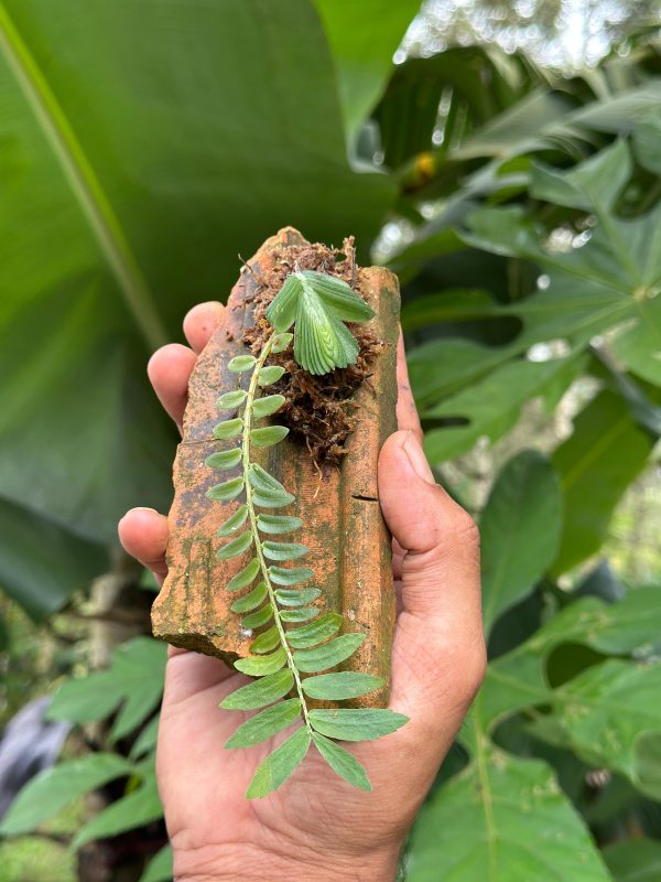 Elatostema Salvinioides - Image 3