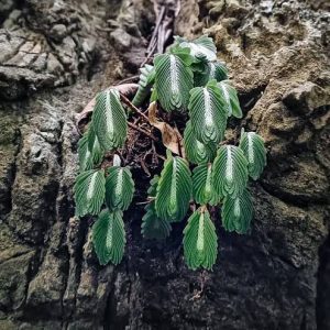 Elatostema Salvinioides