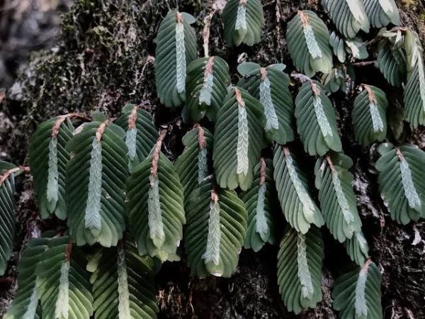 Elatostema Salvinioides - Image 2