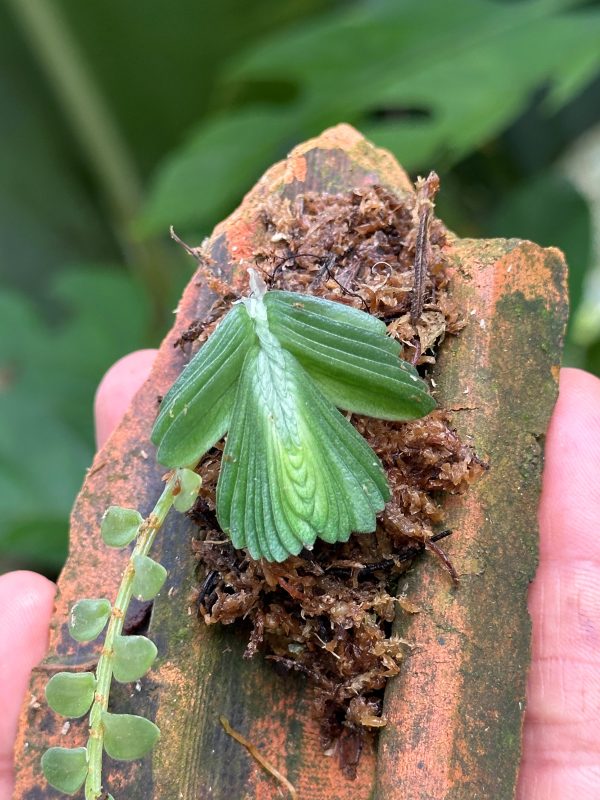 Elatostema Salvinioides - Image 4