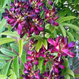 Evergreen Wisteria (Millettia reticulata)