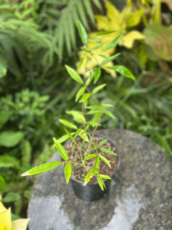 Evergreen Wisteria (Millettia reticulata) - Image 2