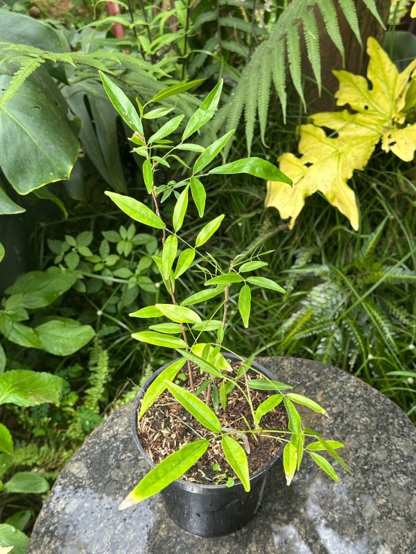 Evergreen Wisteria (Millettia reticulata) - Image 3