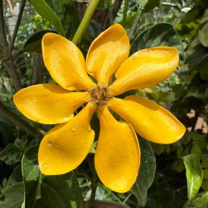 Golden Gardenia Perfume Plant