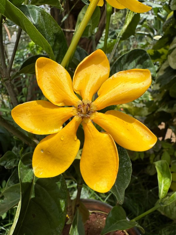 Golden Gardenia Perfume Plant