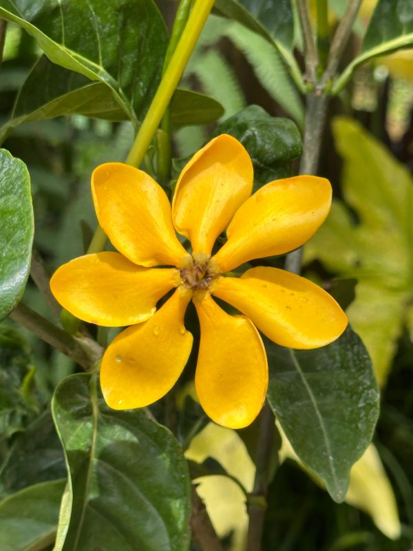 Golden Gardenia Perfume Plant - Image 2