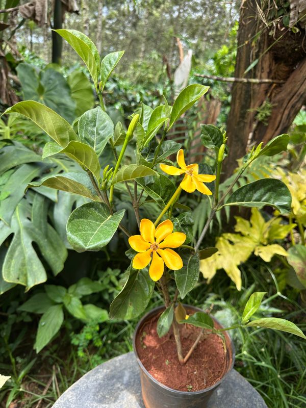 Golden Gardenia Perfume Plant - Image 4