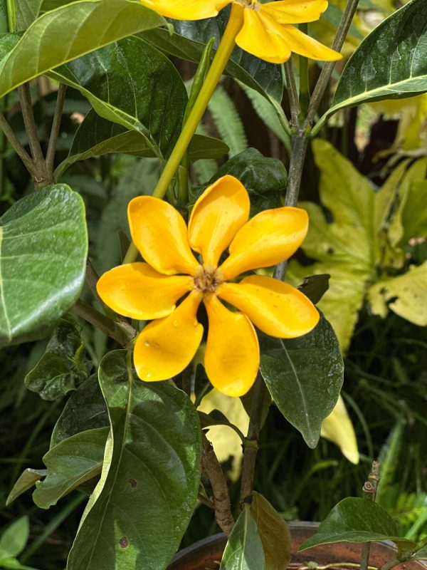 Golden Gardenia Perfume Plant - Image 3