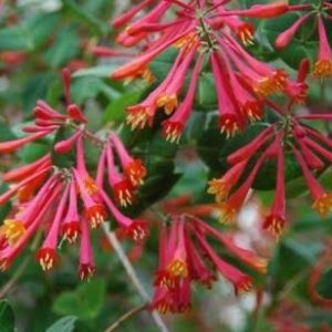 Trumpet Honeysuckle (Lonicera sempervirens)