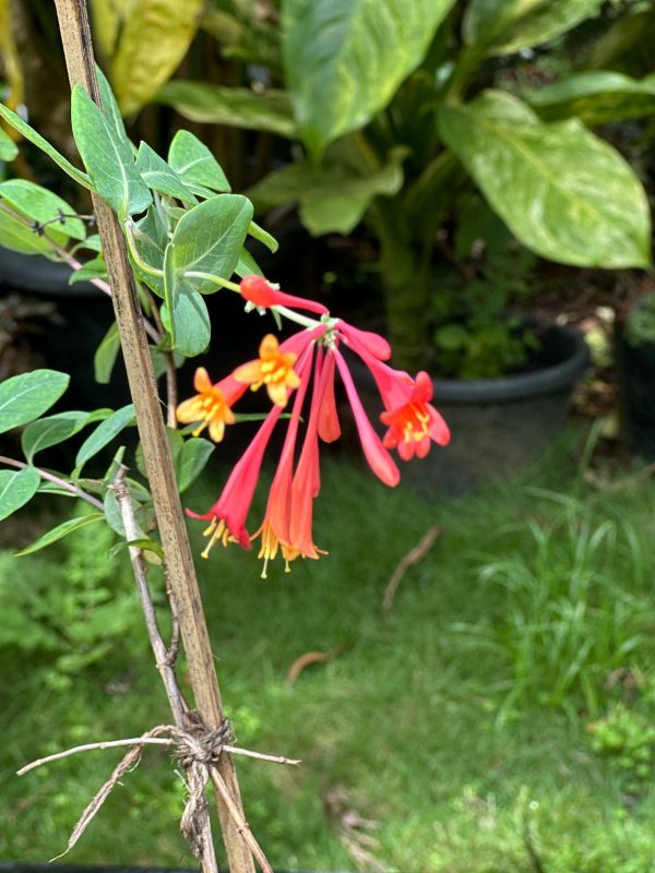 Trumpet Honeysuckle (Lonicera sempervirens) - Image 2