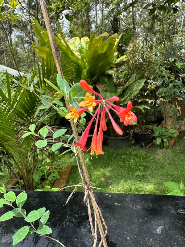 Trumpet Honeysuckle (Lonicera sempervirens) - Image 3