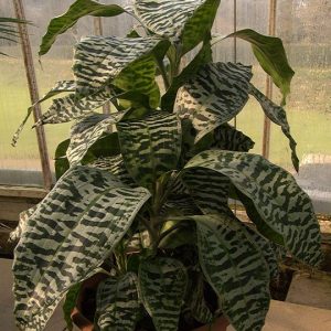 Dracaena Goldieana