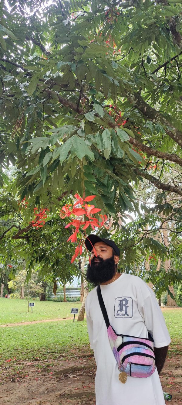 Amherstia Nobilis (Smaller Size)