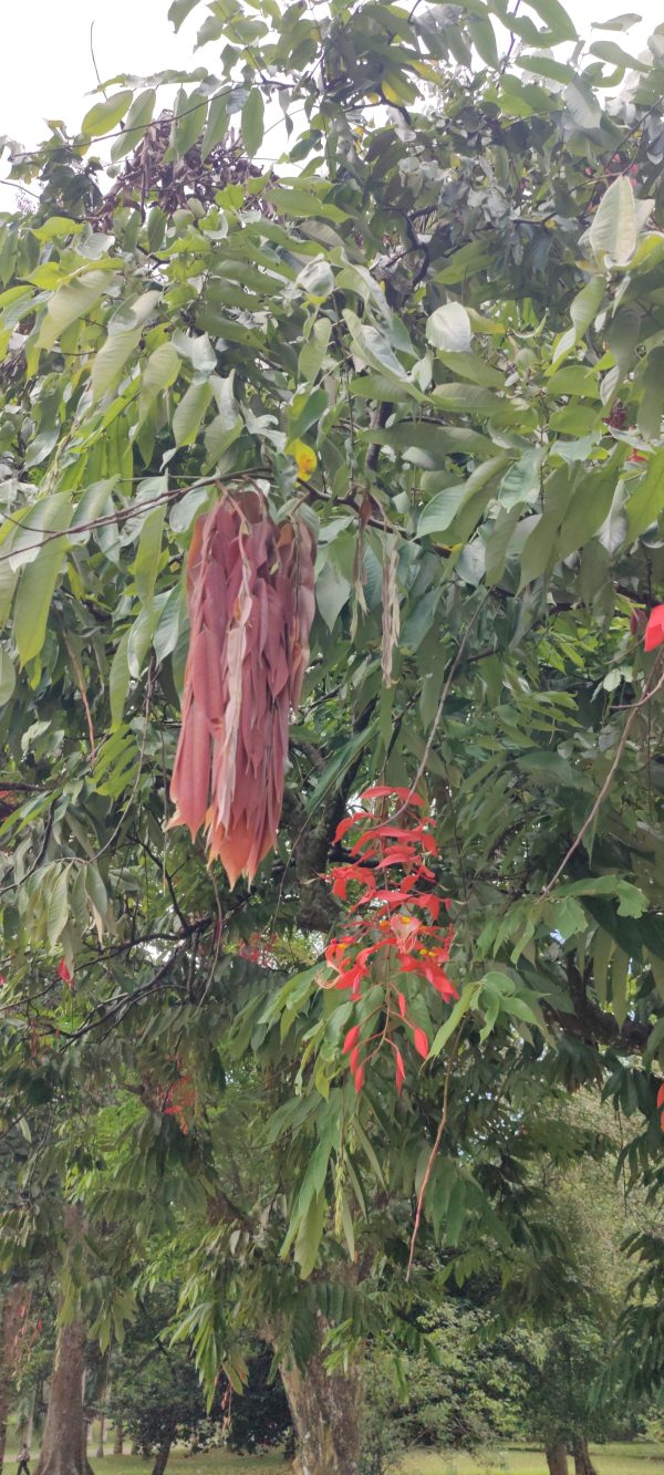 Amherstia Nobilis (Smaller Size) - Image 3