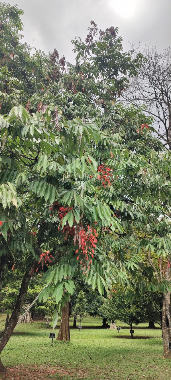 Amherstia Nobilis (Smaller Size) - Image 2