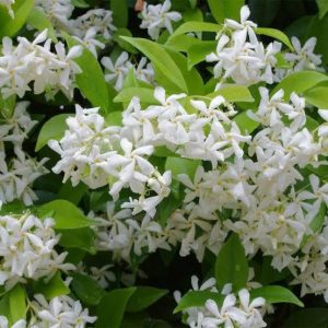 Star Jasmine Fragrance (Trachelospermum jasminoides)