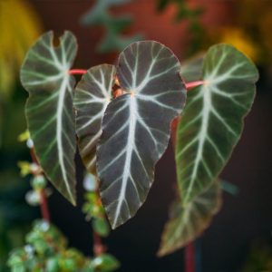 Begonia Angularis