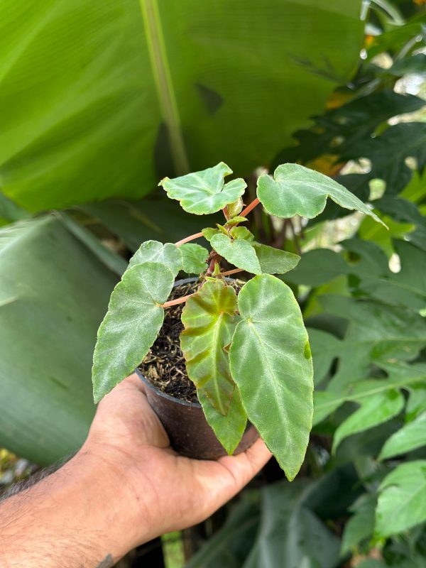 Begonia Angularis - Image 2