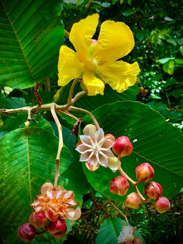 Dillenia Suffruticosa