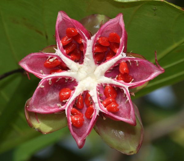 Dillenia Suffruticosa - Image 3