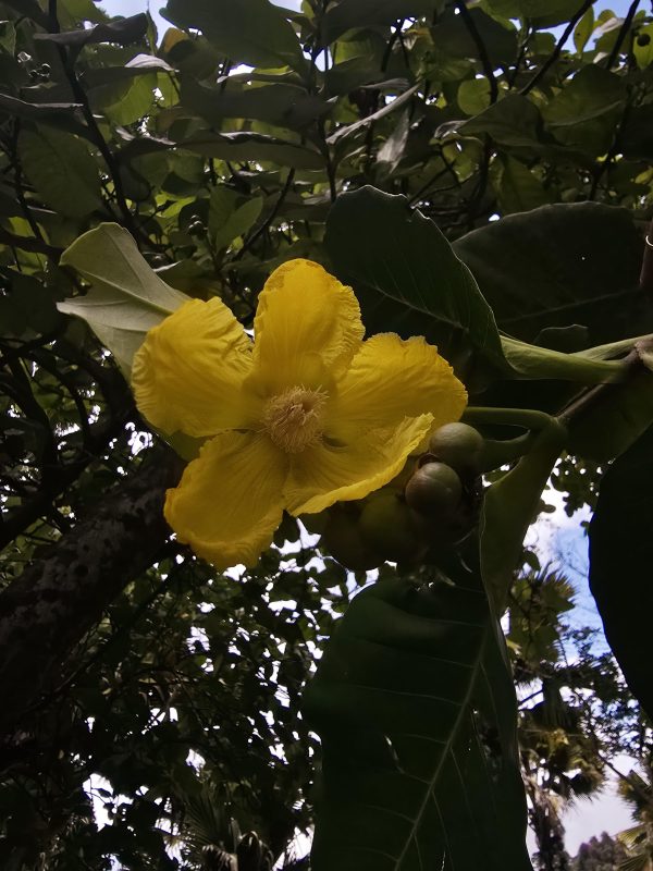 Dillenia Suffruticosa - Image 6