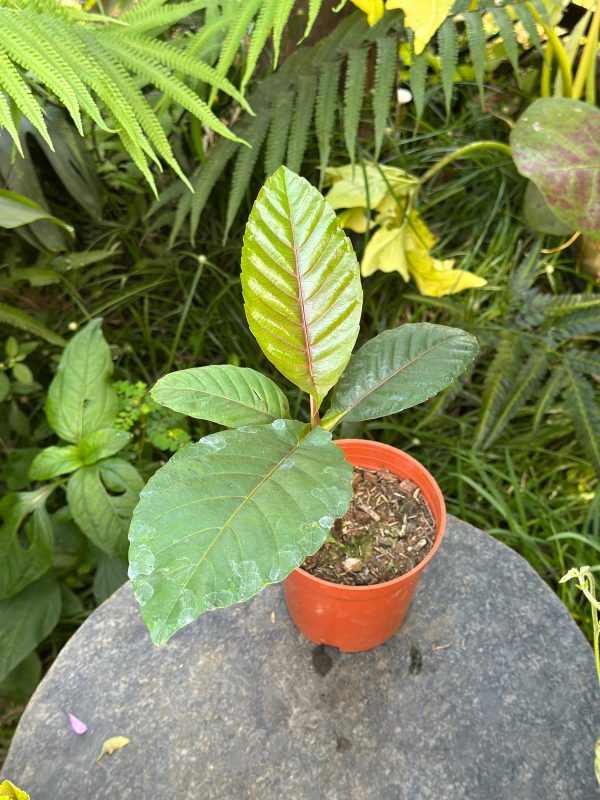 Dillenia Suffruticosa - Image 4