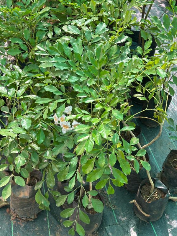Radermacher Kunming - Image 3