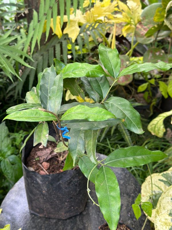 Hiptage Lucida (Cambodia Helicopter Flower) - Image 3
