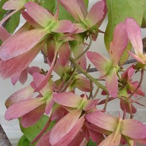 Hiptage Lucida (Cambodia Helicopter Flower)