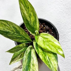 Rhaphidophora Elliptica Variegated
