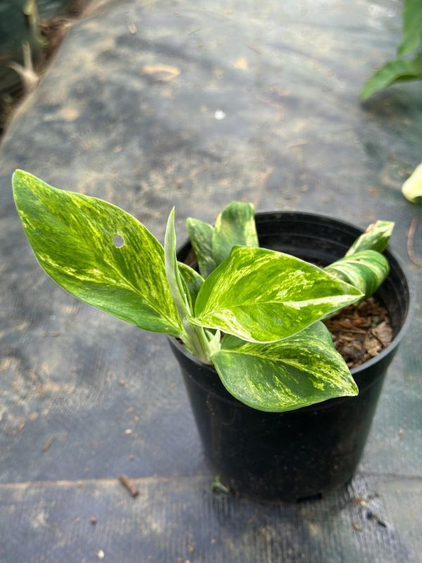 Rhaphidophora Elliptica Variegated - Image 2