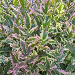 Water Celery Pink Variegated