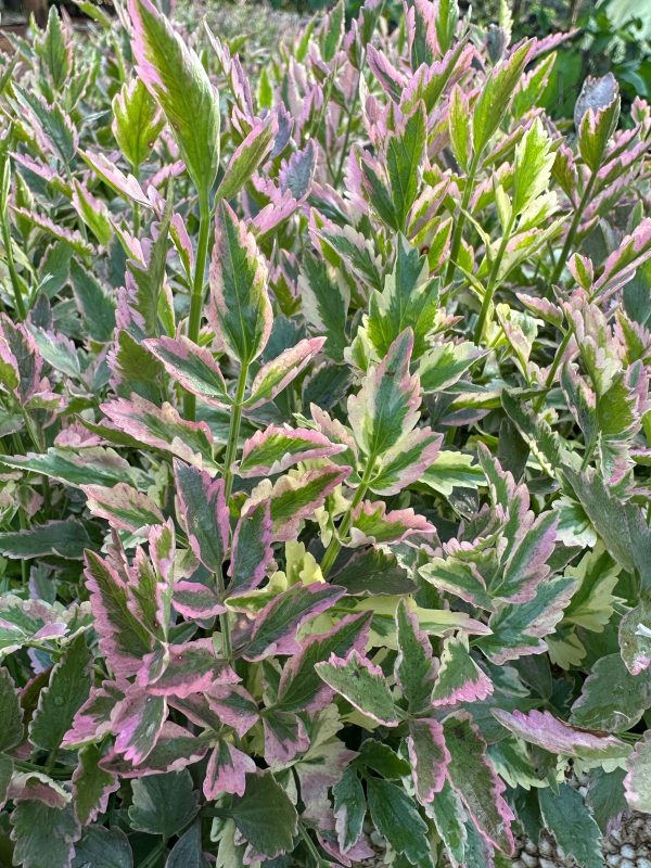 Water Celery Pink Variegated