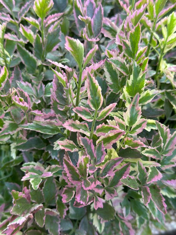 Water Celery Pink Variegated - Image 2